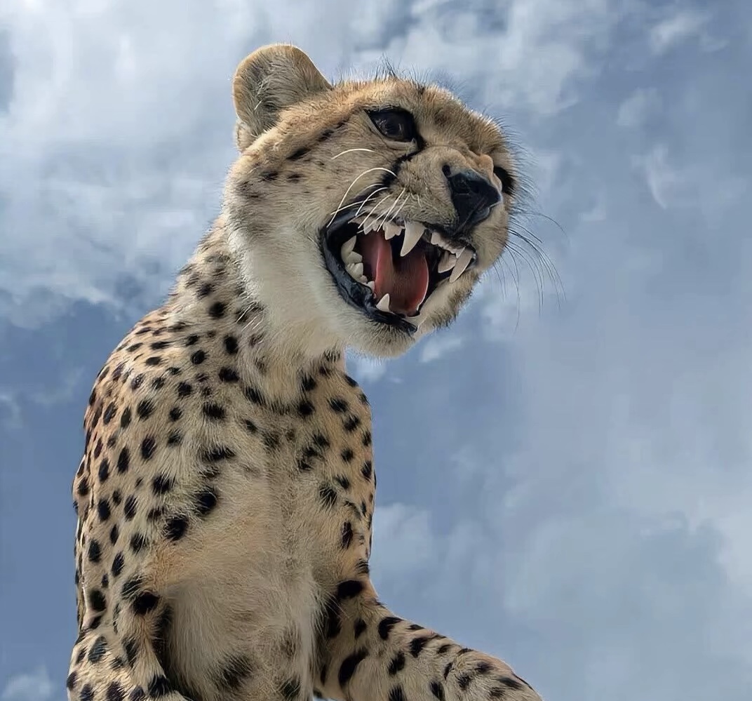 tian